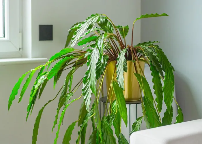 아파트 Czysta Modern By Bookinghost